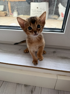Abessiinia kassipojad (3 foto / 5)
