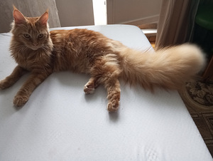 Maine Coon (1 foto / 1)