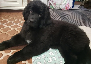 Müüa newfoundlandi koera kutsikad (6 foto / 10)
