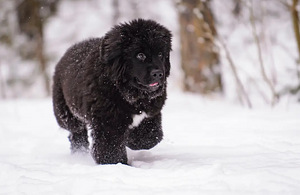 Müüa newfoundlandi koera kutsikad (1 foto / 10)