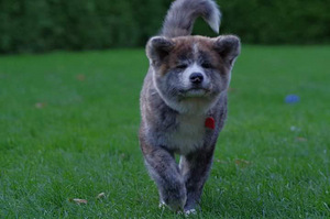 Jaapani Akita tiigrid (2 foto / 6)