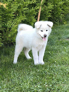 Jaapani akita kutsikad (8 foto / 10)
