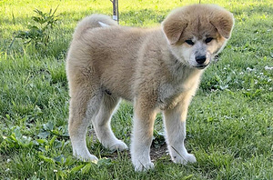Jaapani akita kutsikad (2 foto / 10)