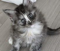 Tupsukorvainen maine coon- tyttö