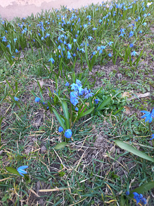 Võru tn 1, Vastseliina, Võru vald, Võrumaa (14 foto / 23)