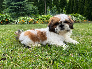 Shih tzu
