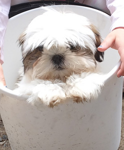 Shihtzu (3 valokuva sivusta 4)