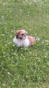 Shihtzu