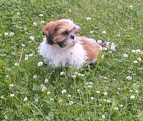 Shihtzu