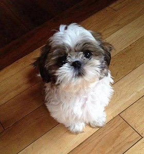 Shihtzu