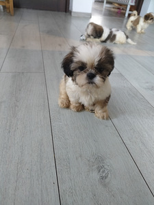 Shihtzu (3 valokuva sivusta 3)