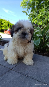 Shihtzu