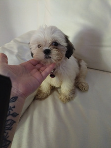 Shihtzu