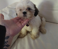 Shihtzu