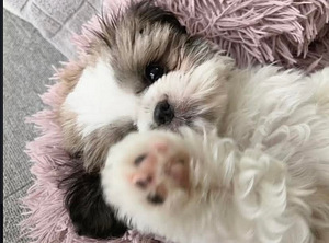 Shihtzu (3 valokuva sivusta 7)