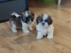 Shihtzu (2 valokuva sivusta 3)