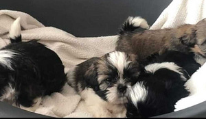 Shihtzu (3 valokuva sivusta 3)