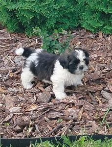 Shihtzu (6 valokuva sivusta 9)