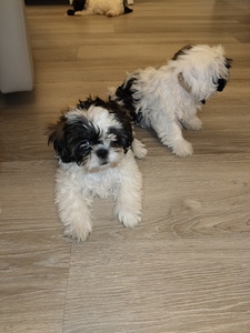Shihtzu (6 valokuva sivusta 7)