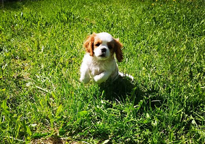 Cavalier King charles kutsikad (2 foto / 2)
