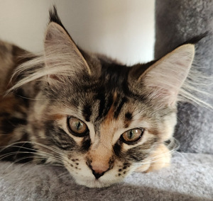 Maine coon pentu