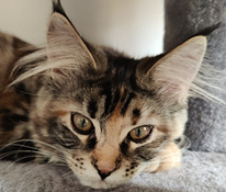 Maine coon pentu