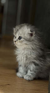 Scottish Fold (3 foto no 6)