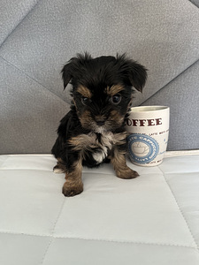 Yorkshire Mini Terrier kutsikad (5 foto / 10)