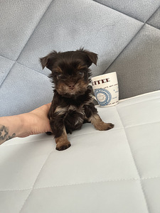 Yorkshire Mini Terrier kutsikad (6 foto / 10)