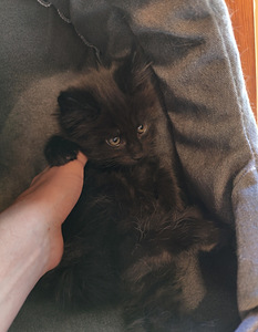 Maine Coon pennut