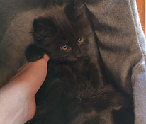 Maine Coon pennut