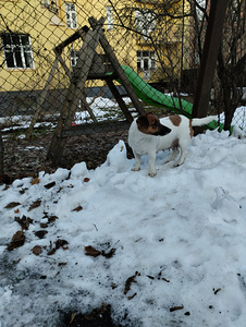 Jack Russelli terjeri kutsikad (4 foto / 8)