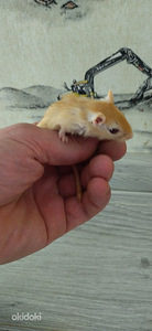 Песчанка (3 фото из 3)