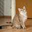 Британские короткошёрстные котята/ Briti kassipoeg (фото #5)