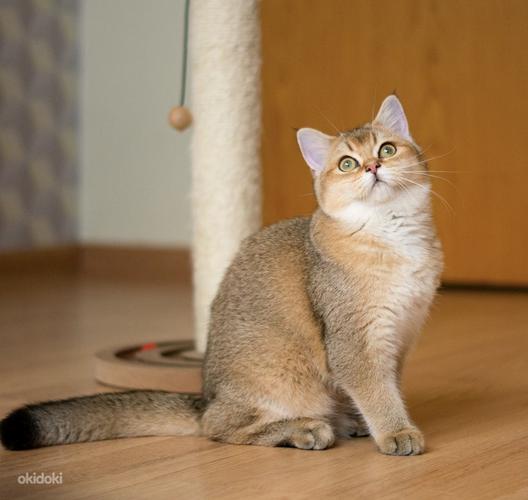 Британские короткошёрстные котята/ Briti kassipoeg (фото #5)