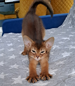 Абиссинские котята (3 фото из 5)