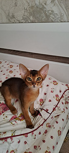 Abyssinia kassipojad (3 foto / 5)