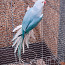 Ожереловый попугай (фото #4)