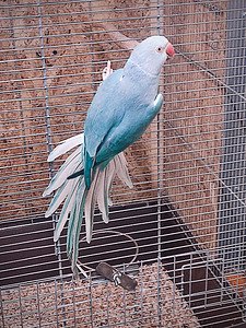 Kaelakee papagoi (1 foto / 2)