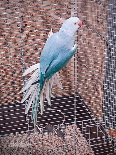Ожереловый попугай (фото #4)