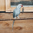 Александрийский попугай (фото #2)