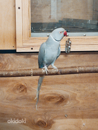Александрийский попугай (фото #2)