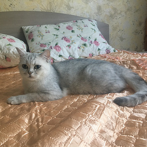 Вязка (3 фото из 3)