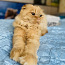 Кот на вязку (фото #2)