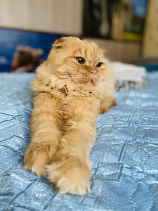Кот на вязку (2 фото из 4)