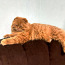 Paarituv kass (foto #1)
