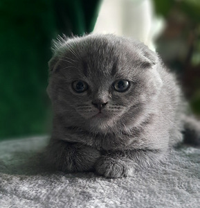 Scottish Fold/Straight (7 foto / 10)