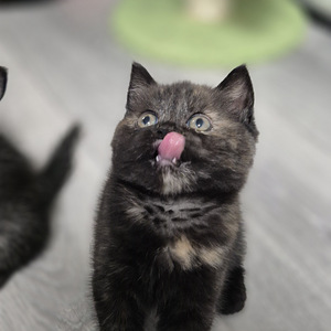 Scottish Fold/Straight