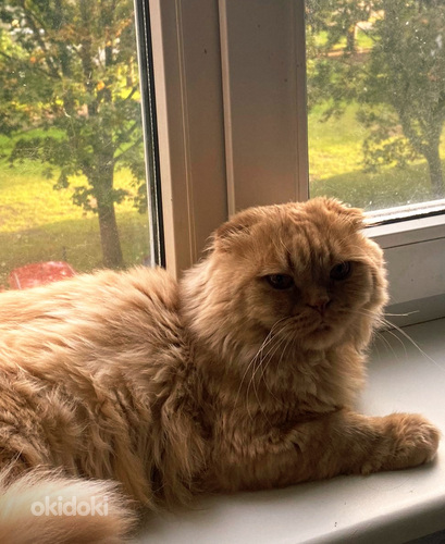 Scottish Fold