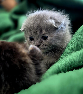 Scottish Fold (3 foto / 9)